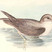 Gray Petrel